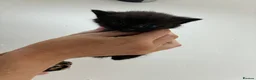 Mixed Breed cats for sale: 3 male kittens  - Advert 5