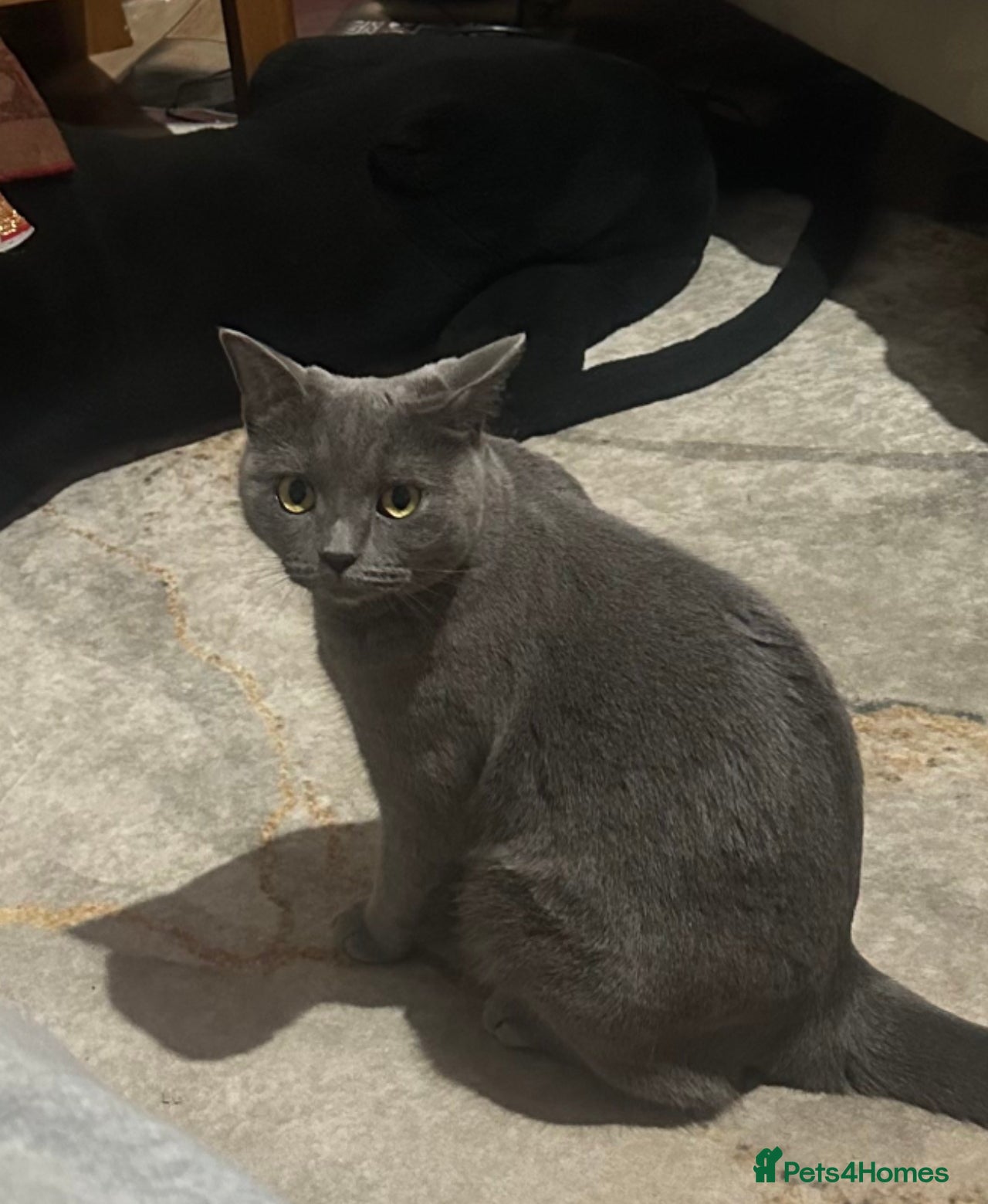 Mixed Breed cats Jet Black Kittens - Advert 5