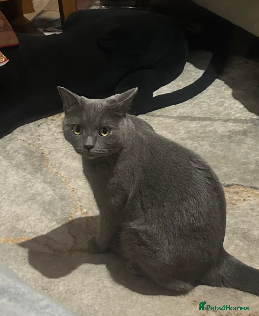 Mixed Breed cats for sale: Jet Black Kittens - Advert 1