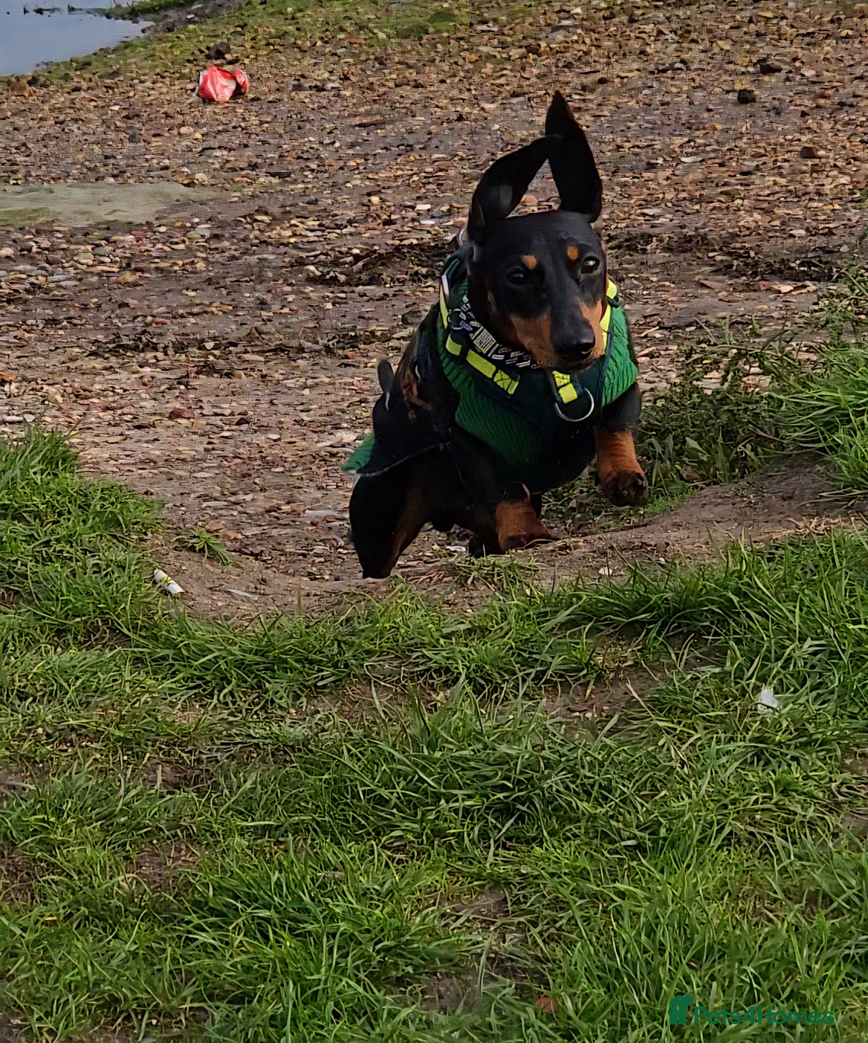 Miniature Dachshund dogs Little Man - Advert 18