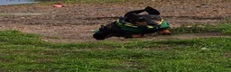 Miniature Dachshund dogs for sale: Little Man - Advert 1