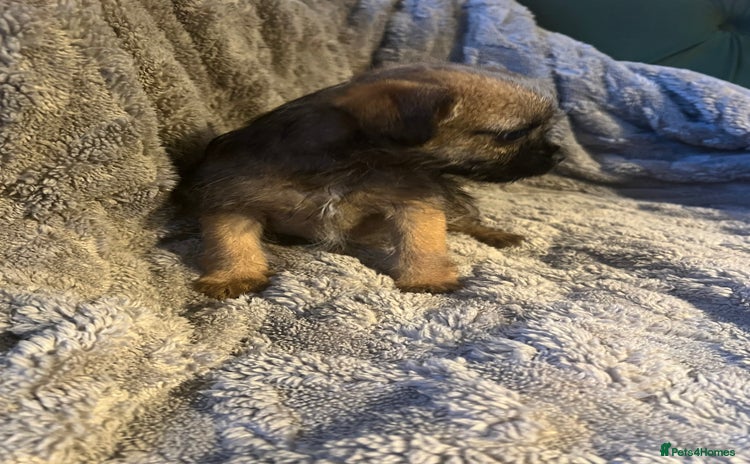 Border Terrier dogs - Advert 1