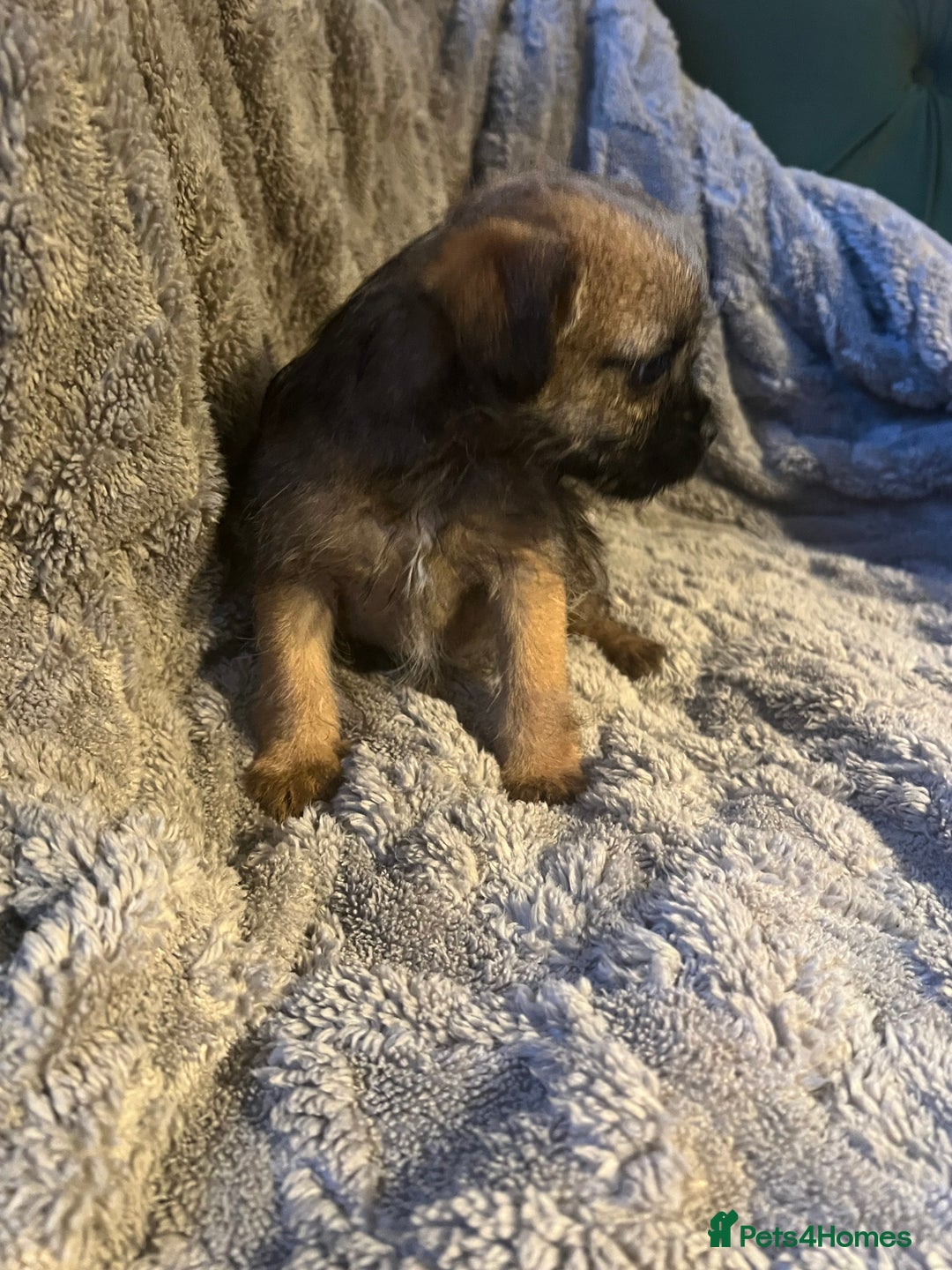 Border Terrier dogs for sale: Very special little girl - Image 1