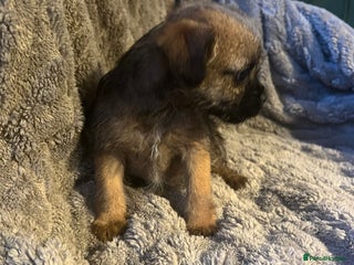 Border Terrier dogs - Advert 2