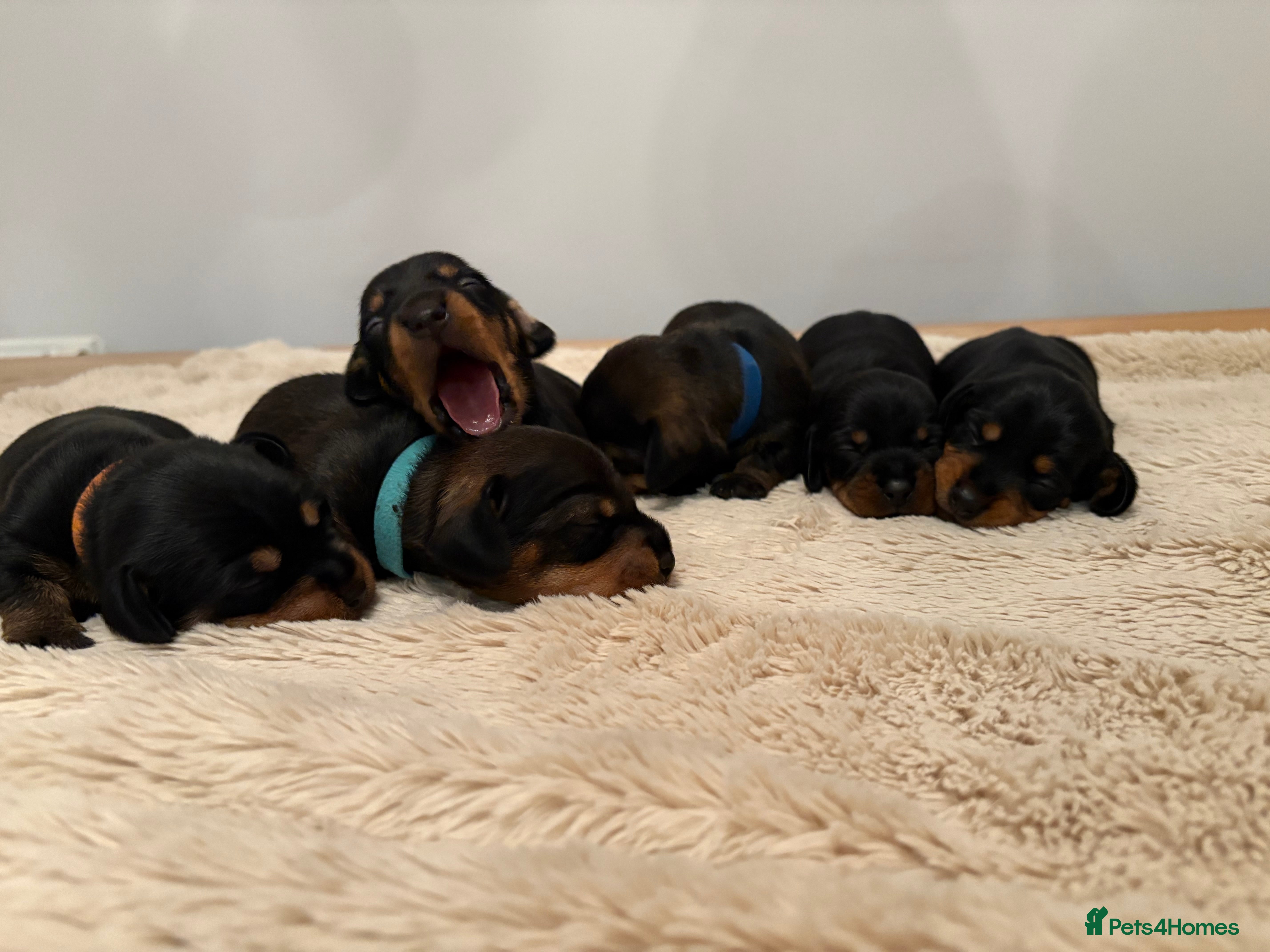 Miniature Dachshund dogs Beautiful Miniature Wirehaired Dachshund Puppies  - Advert 2