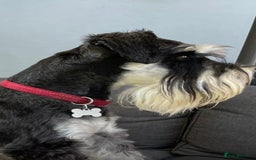 Miniature Schnauzer dogs for sale: 5*MINIATURE SCHNAUZER PUPPIES - Image 14