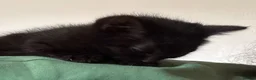 Mixed Breed cats for sale: Black kittens with Ghost stripes  - Advert 10