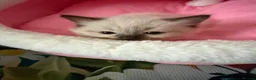 Ragdoll cats for sale: Ragdoll - Advert 17