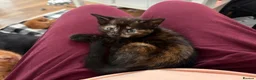 Mixed Breed cats for sale: 5 HALF-RAGDOLL KITTENS ❤️ - Advert 21