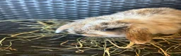 Mini Lop rabbits for sale: Beautiful mini lops - Advert 4
