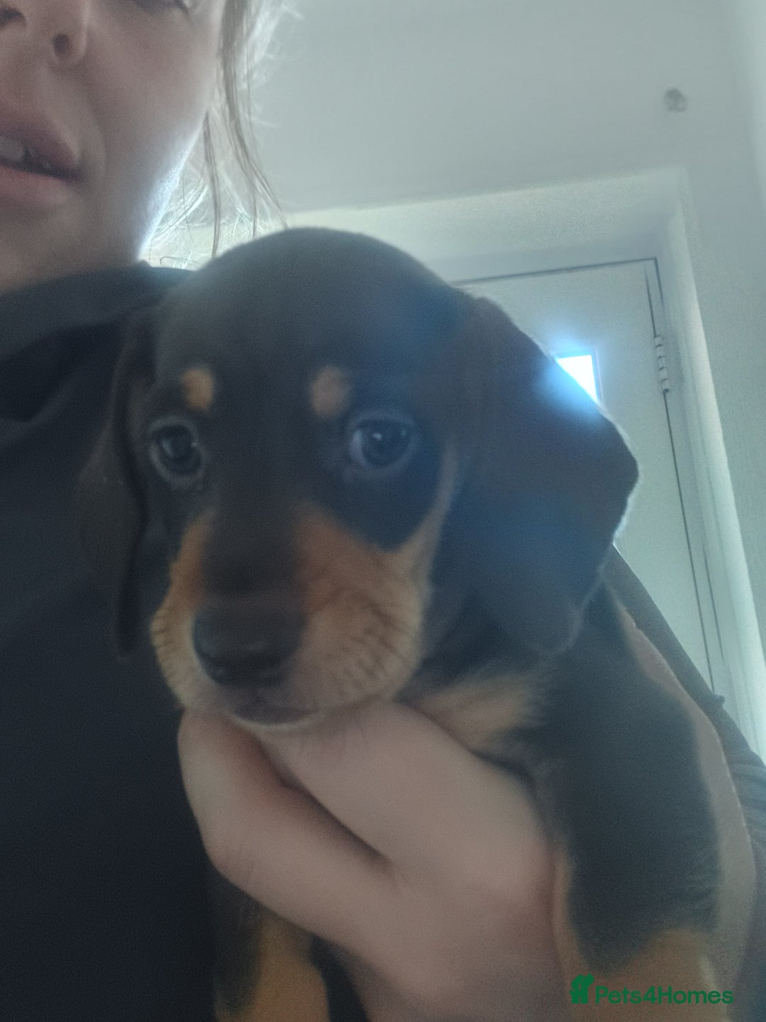 Miniature Dachshund dogs for sale: K.C Beautiful miniature daschunds - Image 14