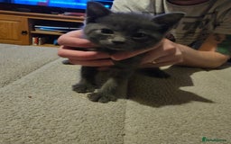 Mixed Breed cats for sale: Mixed kittens ready for their new home - Image 14