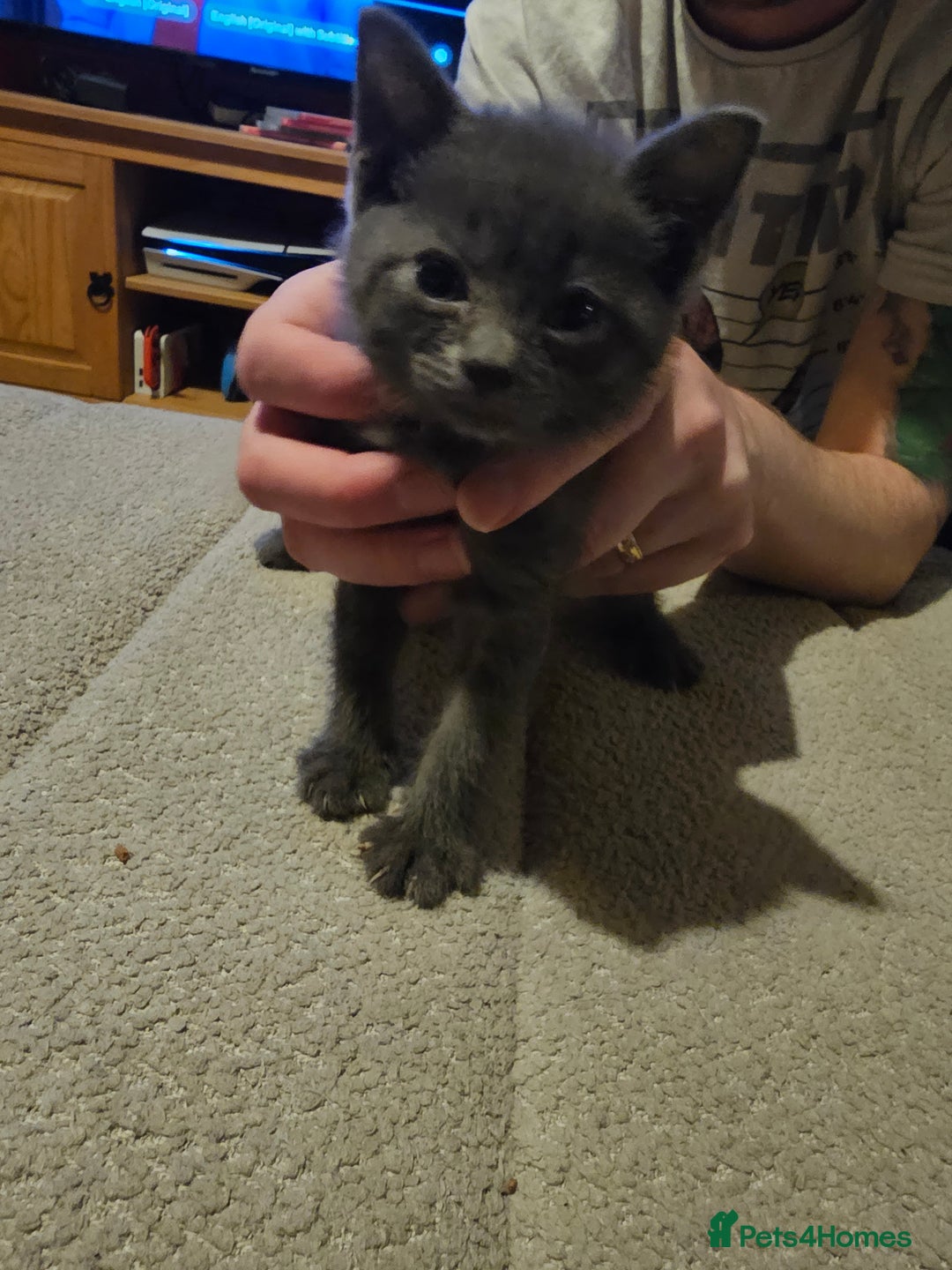 Mixed Breed cats for sale: Mixed kittens ready for their new home - Image 14