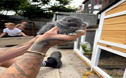 Mixed Breed rabbits for sale: Baby bunny’s  - Image 3