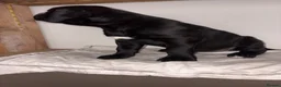 Cane Corso dogs for sale: 🐶 Cane Corso Puppies – Both Parents Family Pets – - Advert 3