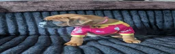 Boxer dogs for sale: Stunning boxer puppies  - Advert 11