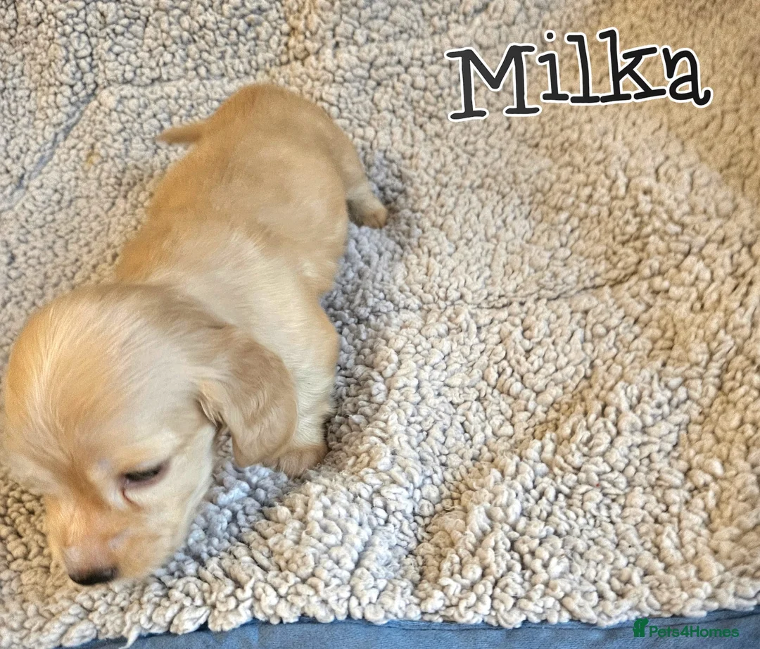 Miniature Dachshund dogs for sale: Cream dachshund  - Advert 10