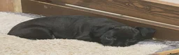 Patterdale Terrier dogs for sale: Patterdale Puppies - 5 Beautiful Bitches - Advert 26