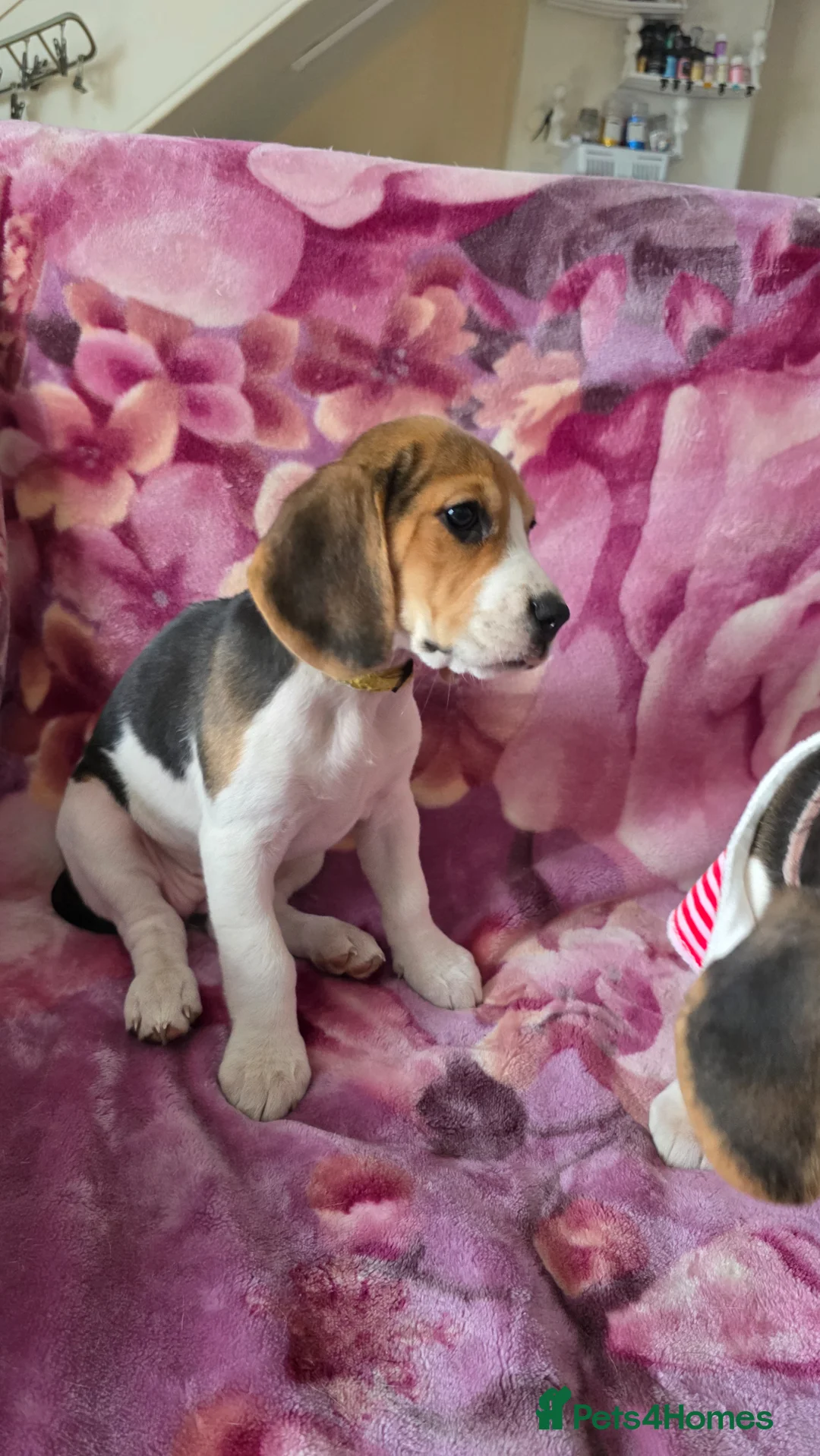 Beagle dogs for sale: Beautiful Beagle puppies looking for loving homes - Advert 2