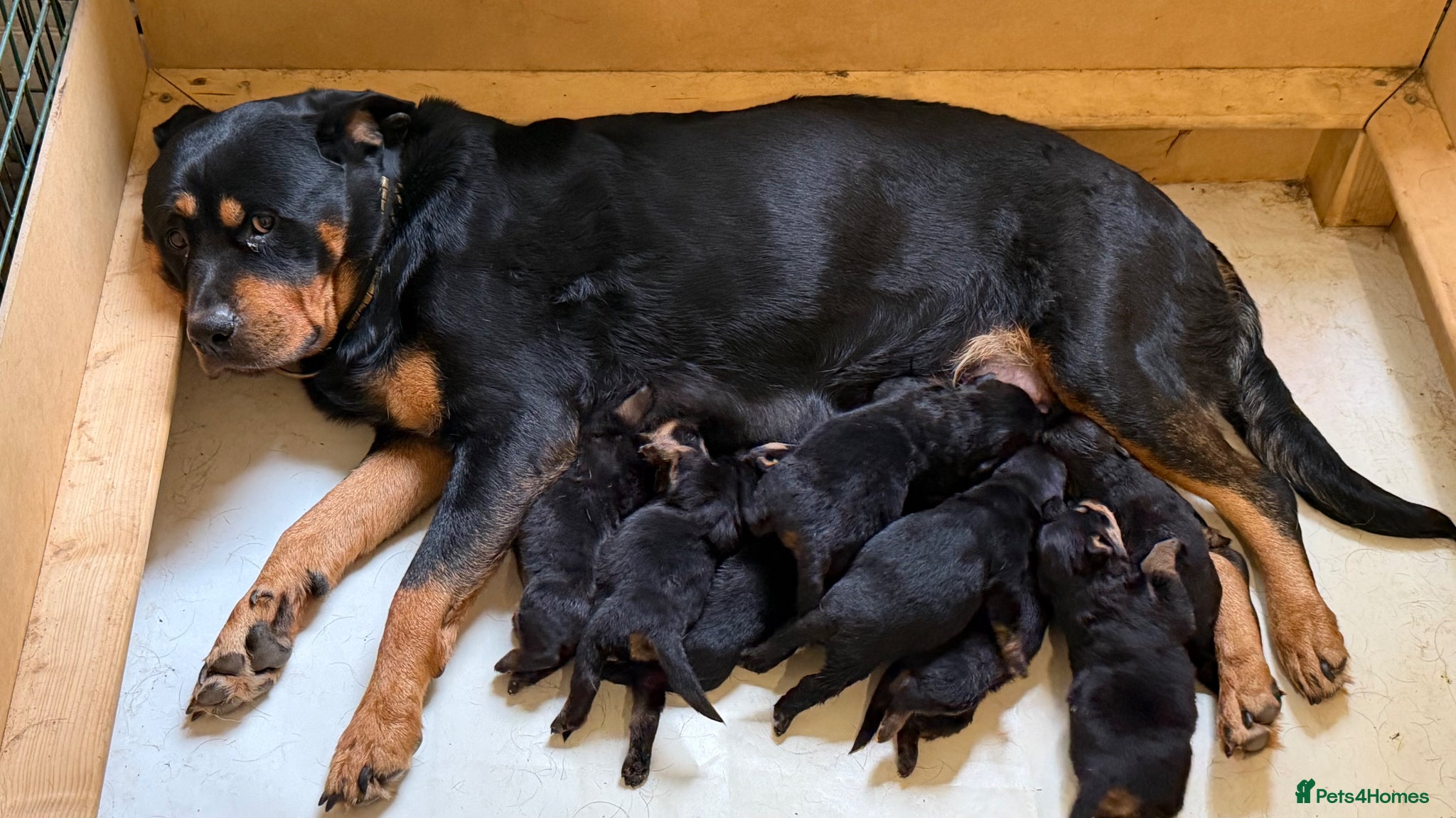 Rottweiler dogs Beautiful KC Rottweiler Pups for sale Essex £1500  - Advert 18