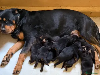 Rottweiler dogs Beautiful KC Rottweiler Pups for sale Essex £1500 - Advert 18