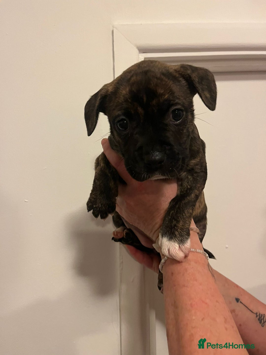 Mixed Breed dogs for sale: Puppies looking for their forever homes  - Advert 4