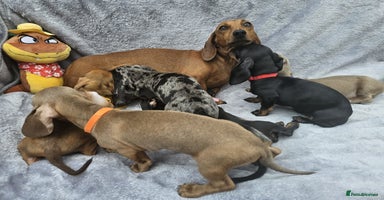 Dachshund dogs - Advert 5