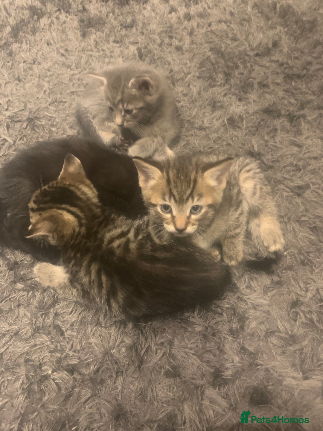 Mixed Breed cats for sale: 8 beautiful kittens for sale - Advert 5