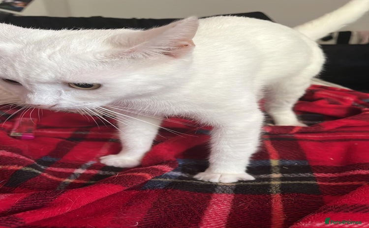 Turkish Angora cats - Advert 3