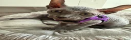 Sphynx cats for sale: Boy sadly needing to be rehomed - Advert 4
