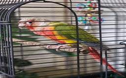 Conures birds for sale: Green-cheeked Conure (Pineapple Mutation)  - Image 2