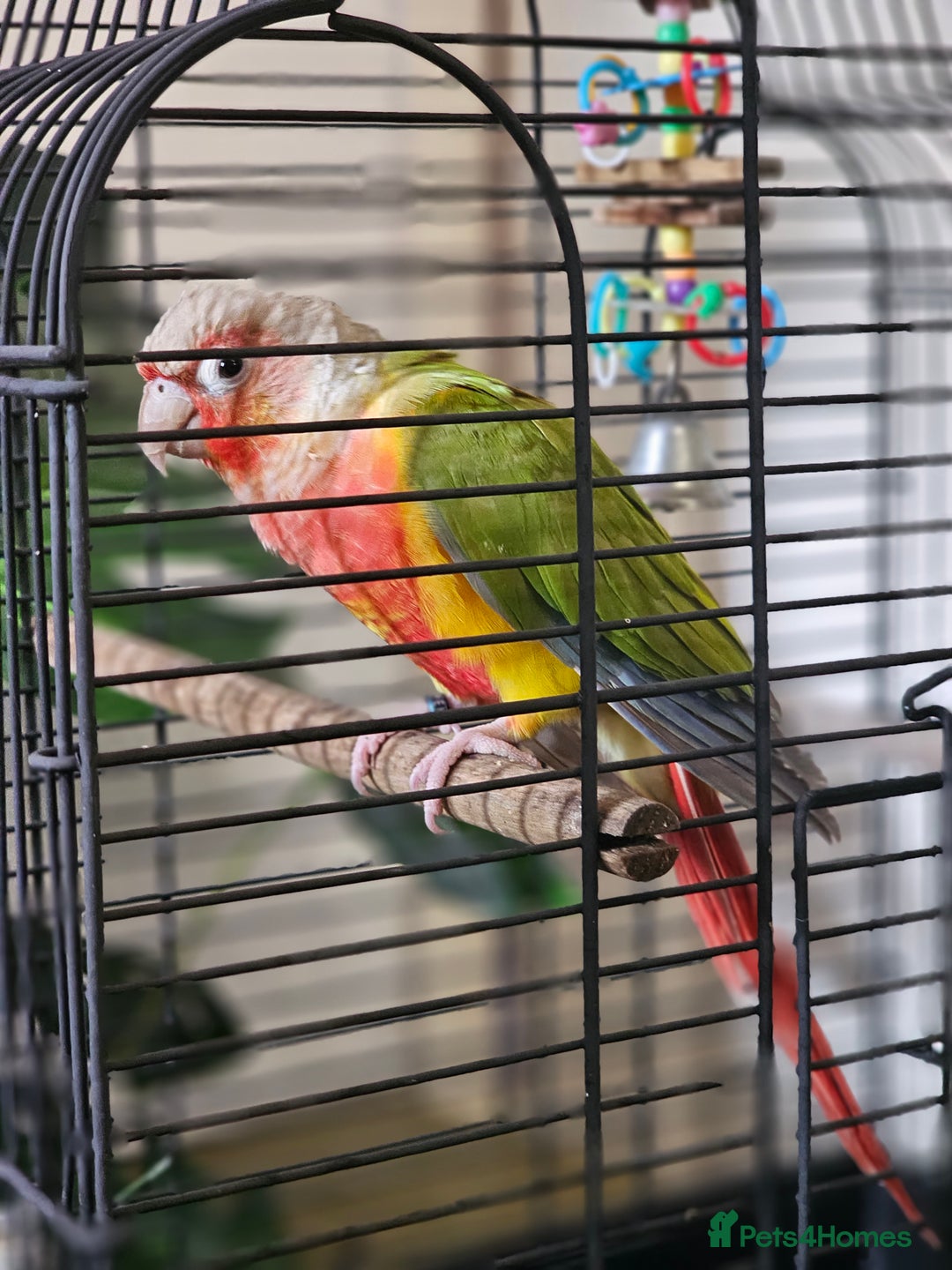 Conures birds for sale: Green-cheeked Conure (Pineapple Mutation)  - Image 2