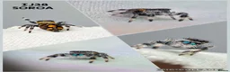 Spiders invertebrates for sale: Jumping spiders - Advert 5