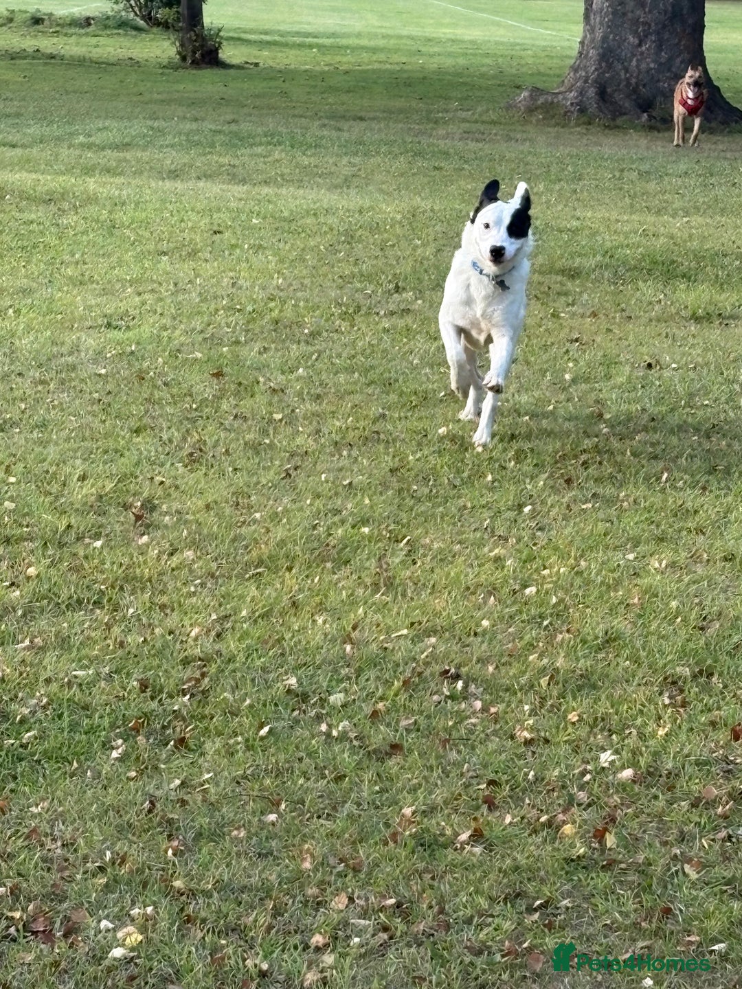 Mixed Breed dogs for sale: Beanz - Advert 3