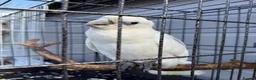 Cockatoo birds for sale: Female Ducorps cockatoo - Advert 1