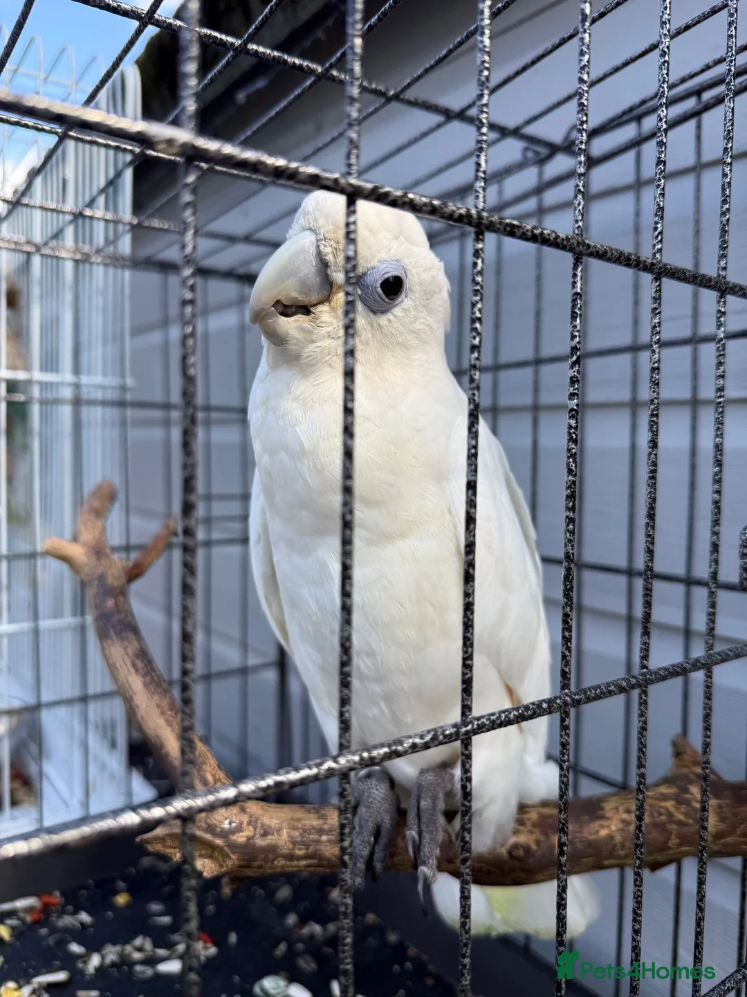 Cockatoo birds for sale: Female Ducorps cockatoo - Advert 1
