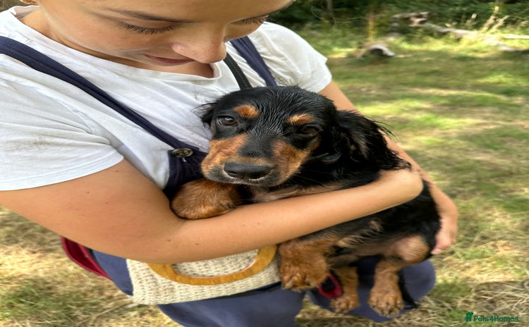 Cocker Spaniel dogs in London - Advert 4
