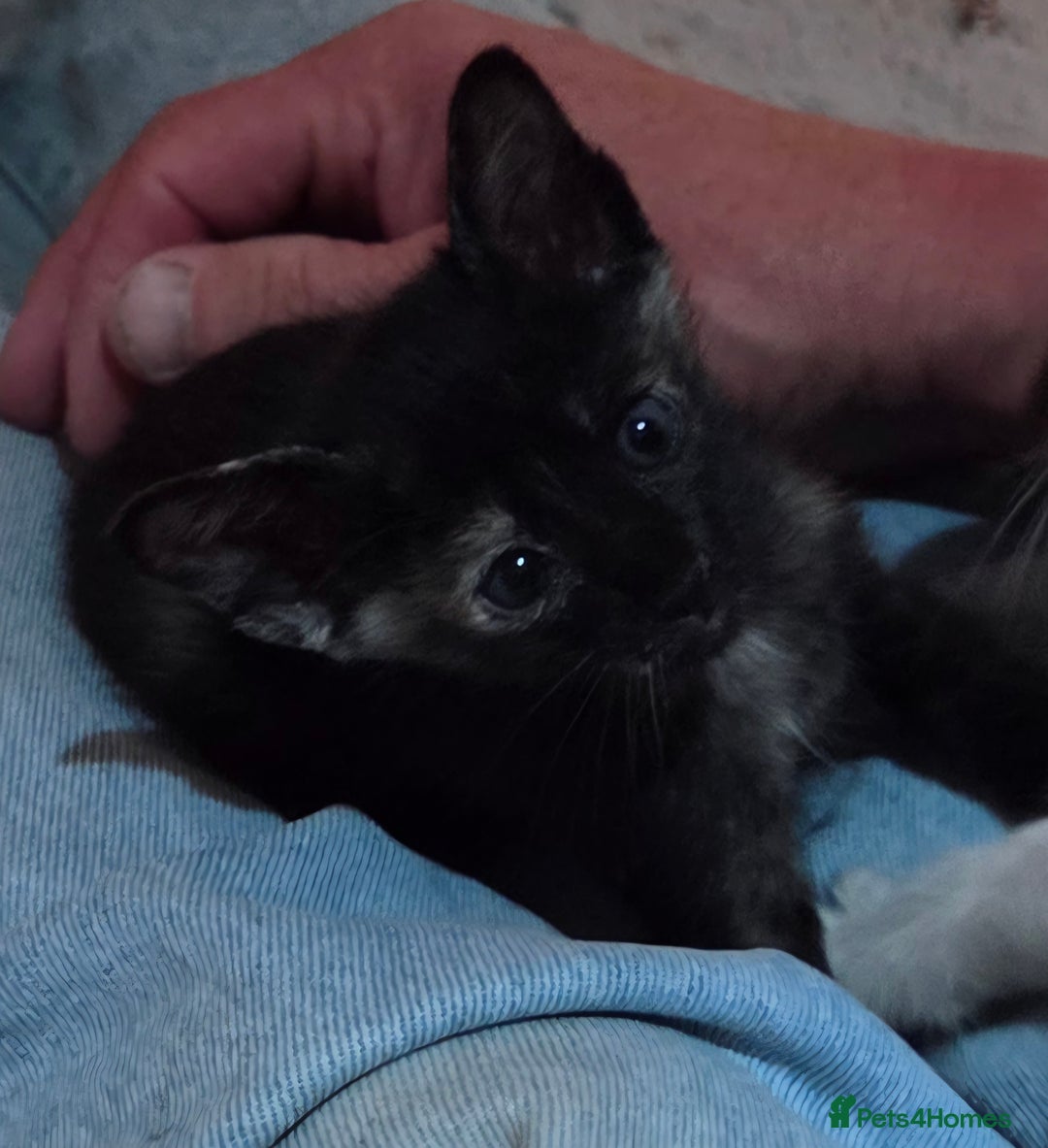 Siamese cats for sale: Beautiful GCCF registered Siamese kittens  - Image 14