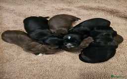 Sprocker dogs for sale: 2 black males !!! 😍 Beautifully marked sprocker! - Image 16