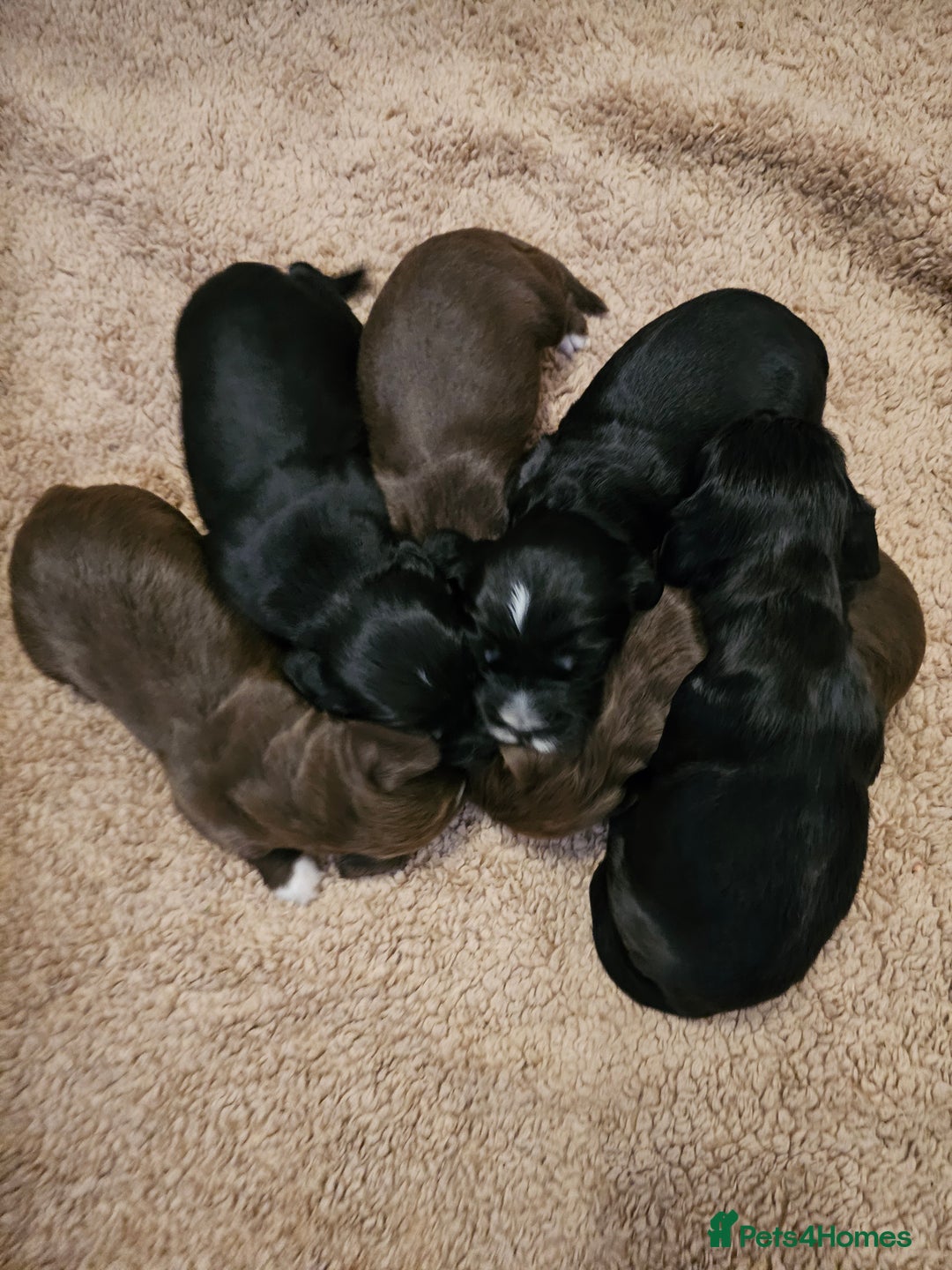 Sprocker dogs for sale: 2 black males !!! 😍 Beautifully marked sprocker! - Image 16