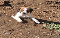 Mixed Breed dogs for sale: Last male pup left. Ready now - Image 4