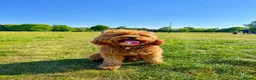Cavapoo dogs for sale: F1 Red Cavapoo puppies ( health tested) - Advert 12