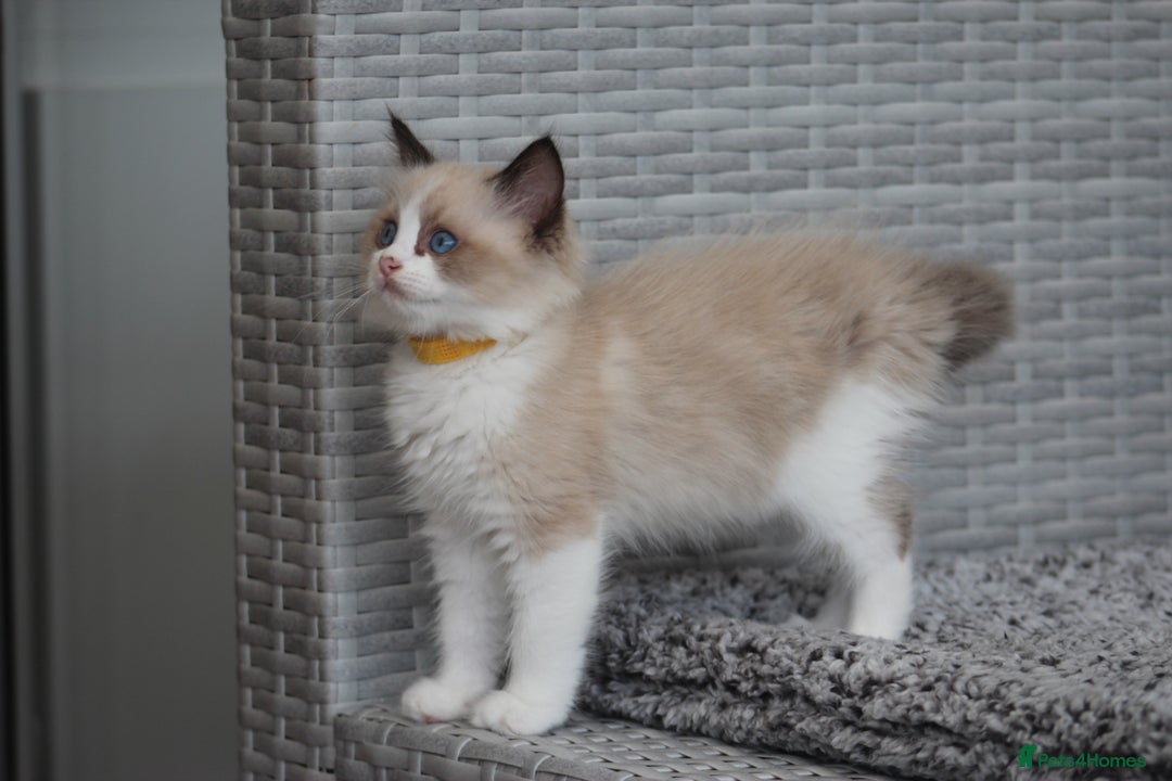 Ragdoll cats for sale: 🐈✨ Tica Registered Ragdoll Kittens in Tamworth - Image 18