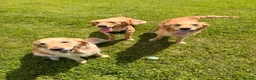 Golden Retriever dogs for sale: 2 beautiful golden boys left!✨🐾 - Advert 36