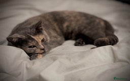 British Shorthair cats for sale: Beautiful blue cream British shorthair Aykiz - Image 4