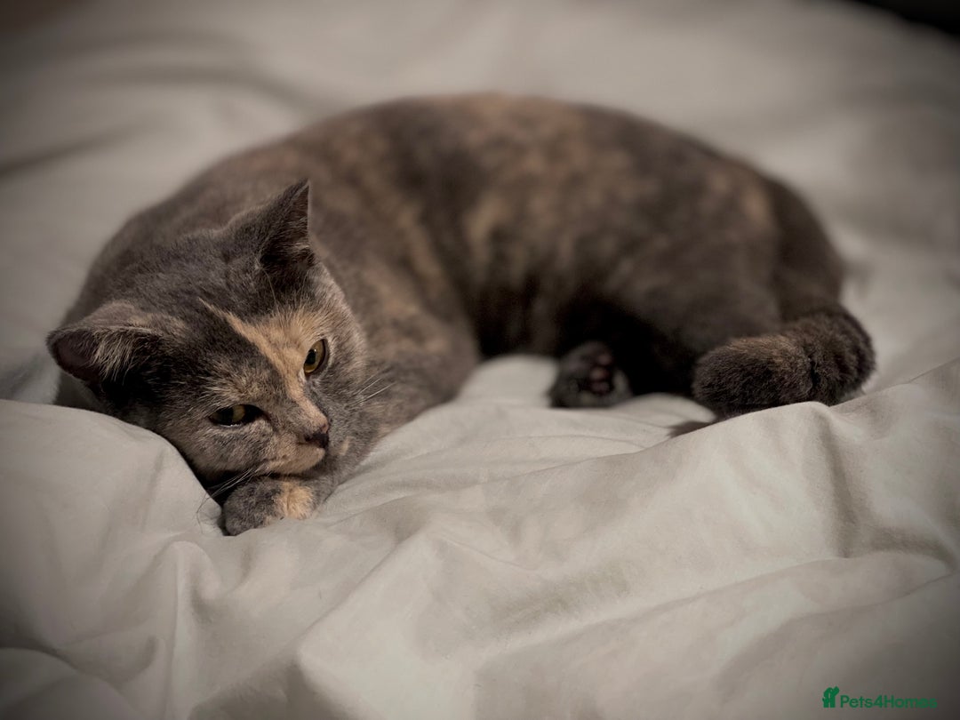 British Shorthair cats for sale: Beautiful blue cream British shorthair Aykiz - Image 4