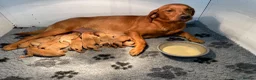 Labrador Retriever dogs for sale: Fox Red Labrador Puppies KC registered for sale - Advert 15