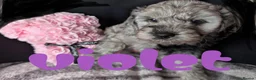 Cockapoo dogs for sale: Cockapoo pups f2b ready to leave 7th October  in Manchester - Advert 16