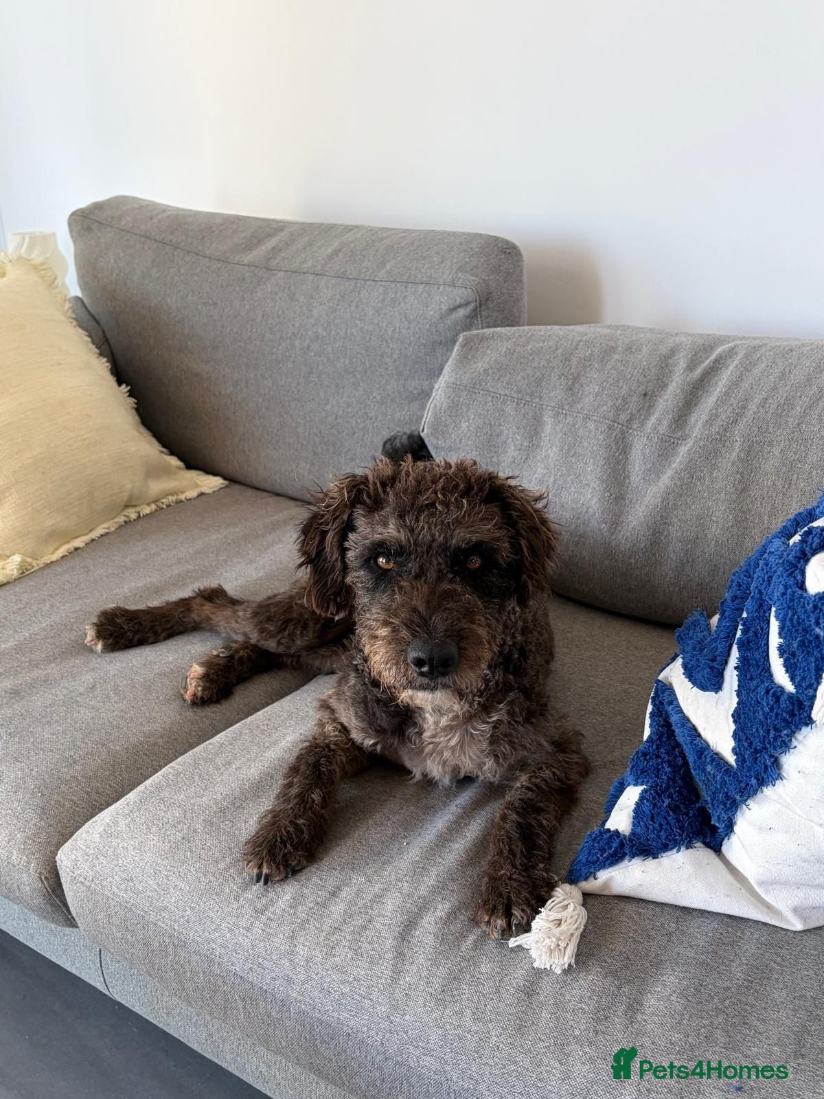 Mixed Breed dogs Milo is looking for a family  - Advert 1