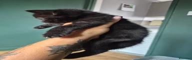 Mixed Breed 4